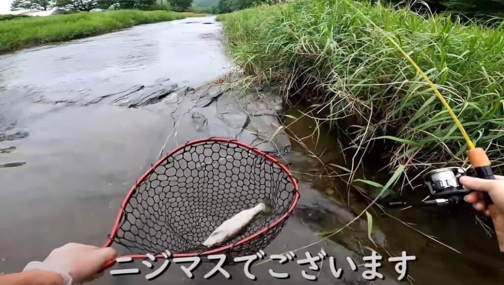 ニジマスが釣れました