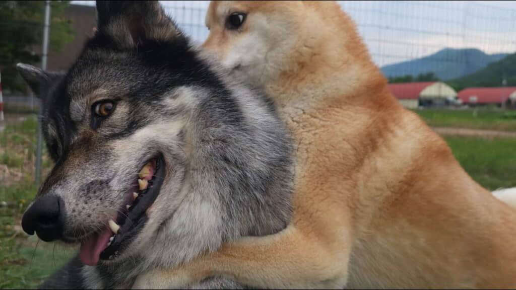 大好きなディオネちゃんにぎゅっ
