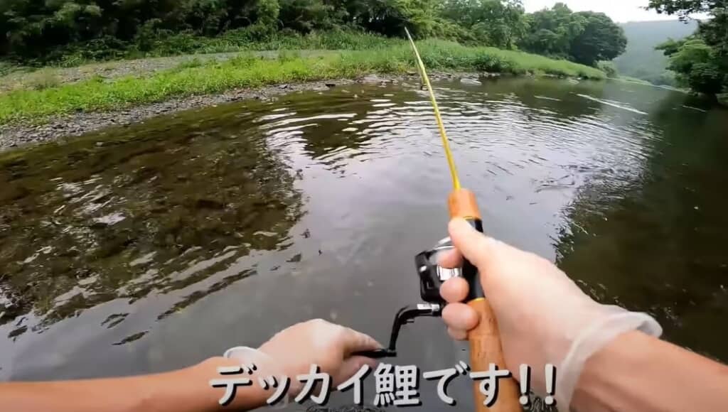 大きな鯉がかかりました