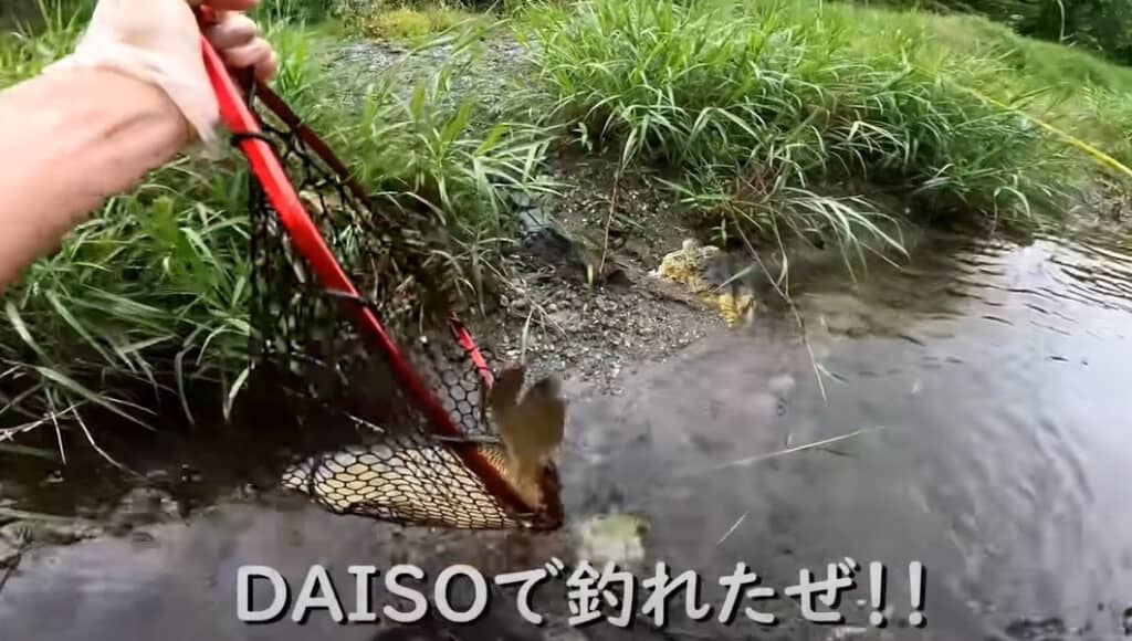 DAISOの道具で連れました