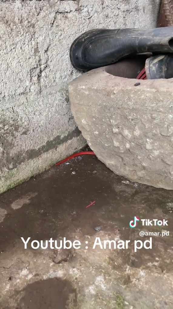 おもちゃのような赤いしっぽ