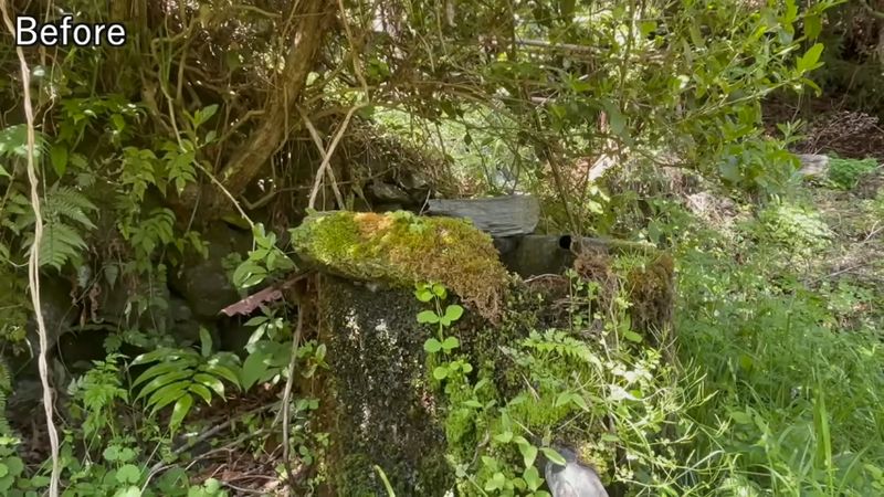 コケと草木に覆われている清掃前の水槽