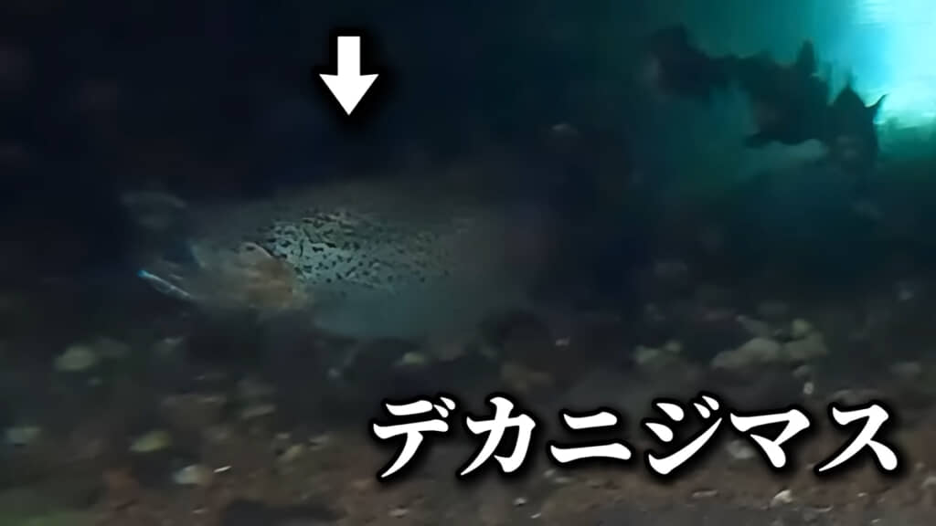 用水路にいたのは……巨大なニジマスでした！