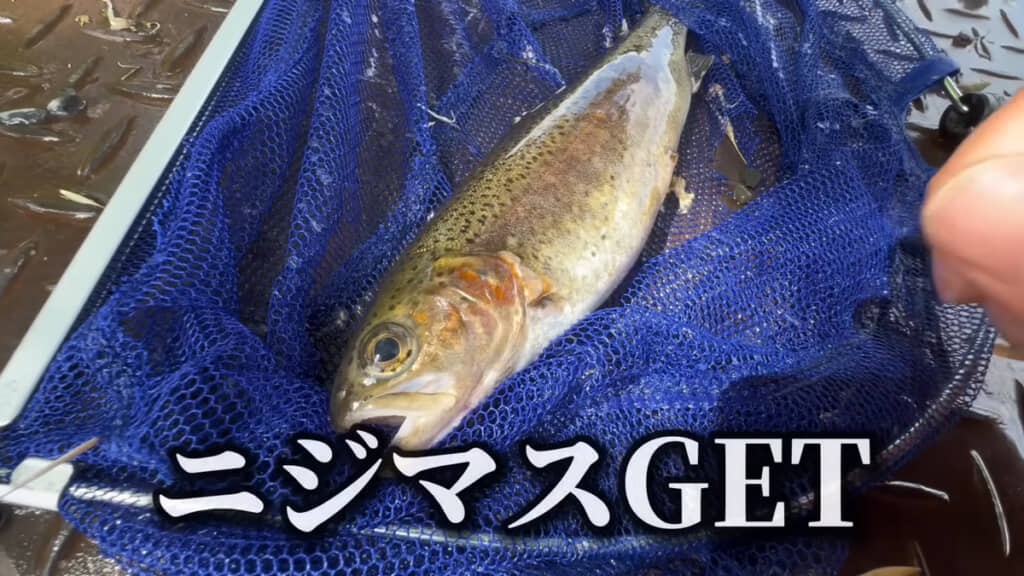 ニジマスをゲットしました！