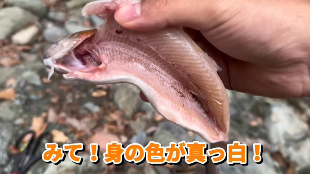 ニジマスはサケの仲間ですが、身の色が真っ白です