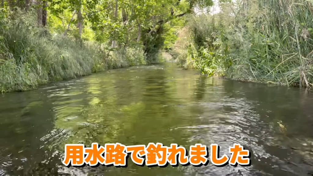 浅くて細い用水路でニジマスが釣れることに驚き