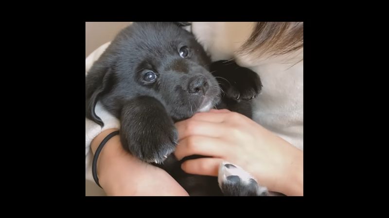 初対面した際の生後1カ月の保護犬