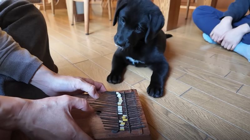 楽器を前に首をかしげる保護犬