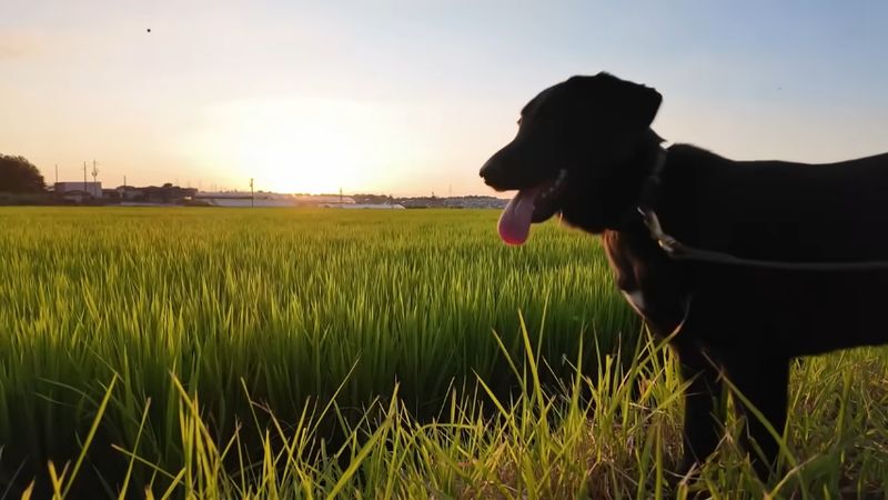 家族といろいろな場所で出かけた保護犬の夏