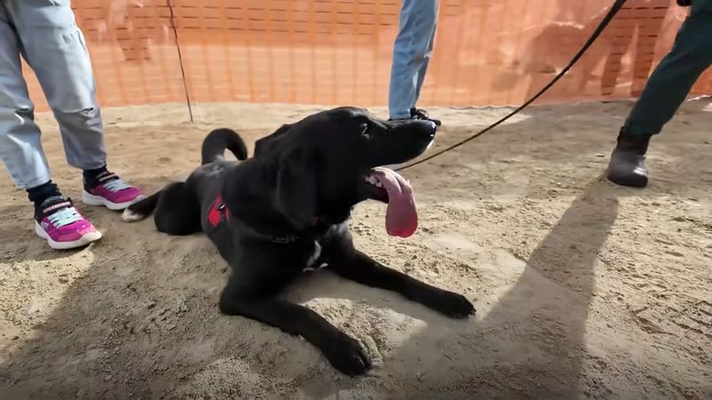 ドッグマラソンを走りきった保護犬