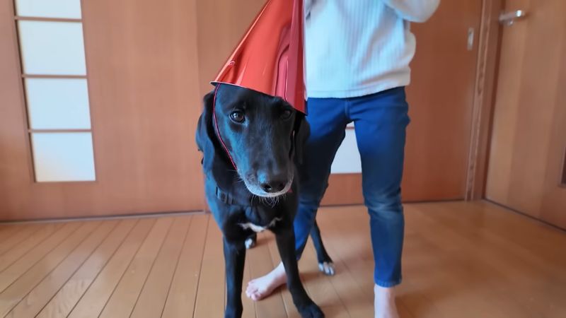 帽子をかぶって誕生日を祝ってもらう保護犬