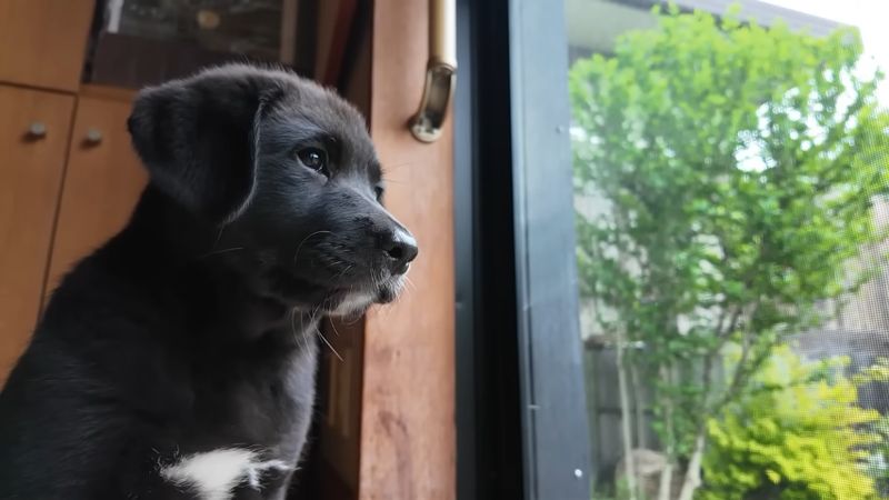 お迎え間もない頃の保護犬