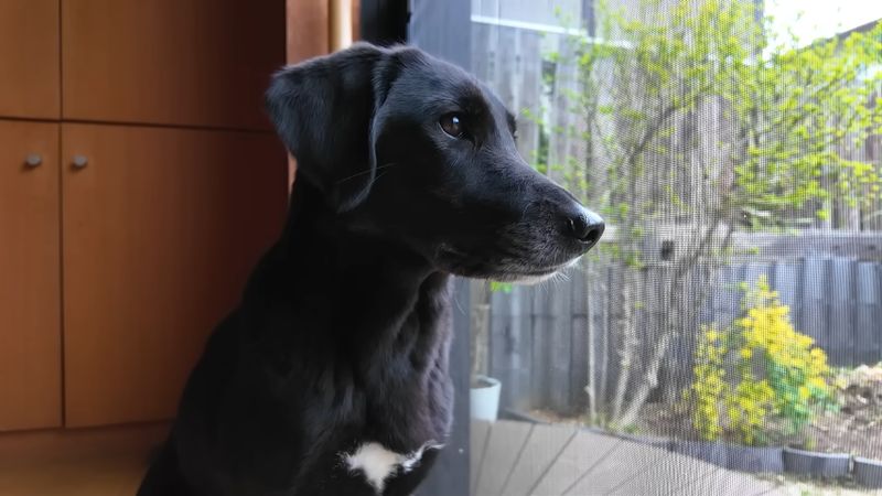 お迎えして1年が経過した頃の保護犬