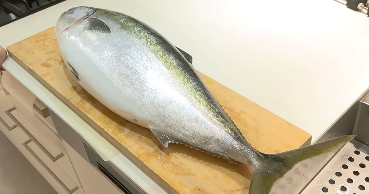 3万円で巨大な天然ブリを購入→さばいてみると……　中から出てきた“ヤバいもの”に「初めて見た」「ブルっとする」（1/3） | その他生き物 ねとらぼ