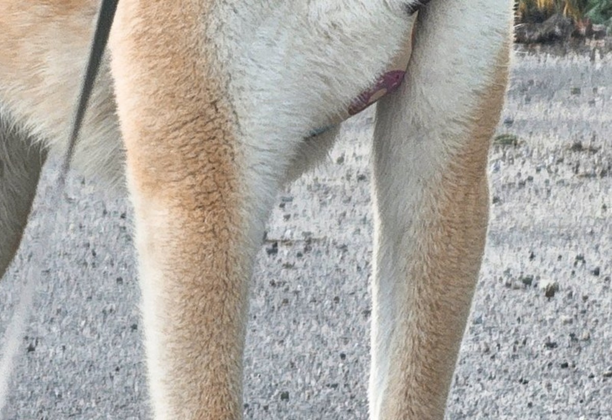 柴犬の飼い主「どうしてこうもチンチクリンにみえるんだろう…」　驚きのスタイルのワンコに「犬界の大谷翔平」「人間で言ったらラウール？」（1/3） | 犬 ねとらぼ