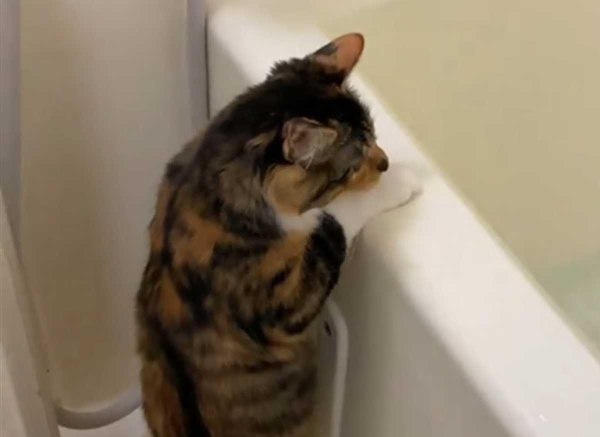 保護した猫を2日に1回お風呂に入れていたら……　目を疑う現在が155万再生「子供にしか見えんのよｗ」「温度よーし！」（1/3） | 猫 ねとらぼ