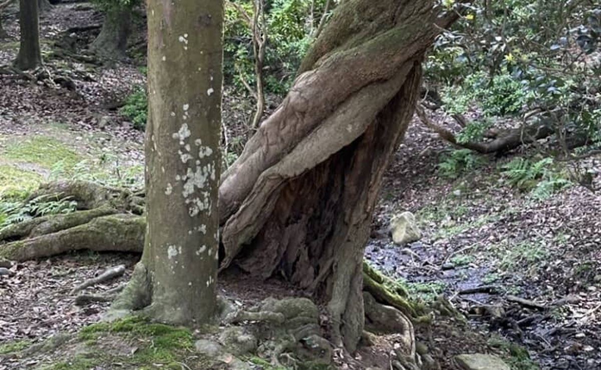 何年も前から「ここに子鹿が居たらかわいいのになぁ」と思っていた場所