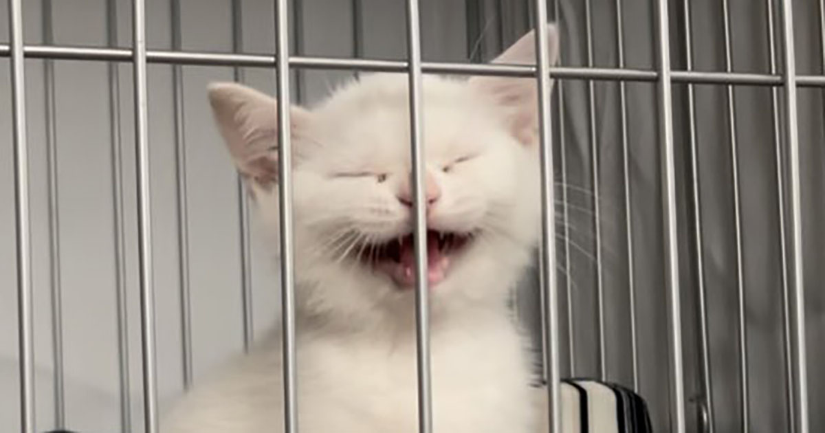 ぴえん顔だった“あどけない子猫”→すくすく成長して4年後……　現在の表情に「胸がぎゅってなった」「愛が芽生えました」（1/3） | 猫 ねとらぼ