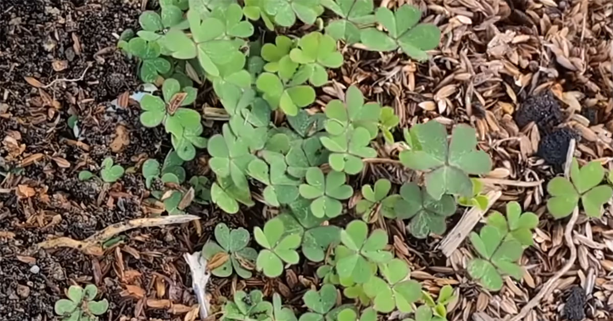 夏に暴れ出す“最恐雑草”カタバミ→プロが駆除したら……　初心者にもできる簡単ワザに「分かりやすい」「うちにも生えてます」（1/3） | ライフスタイル ねとらぼ