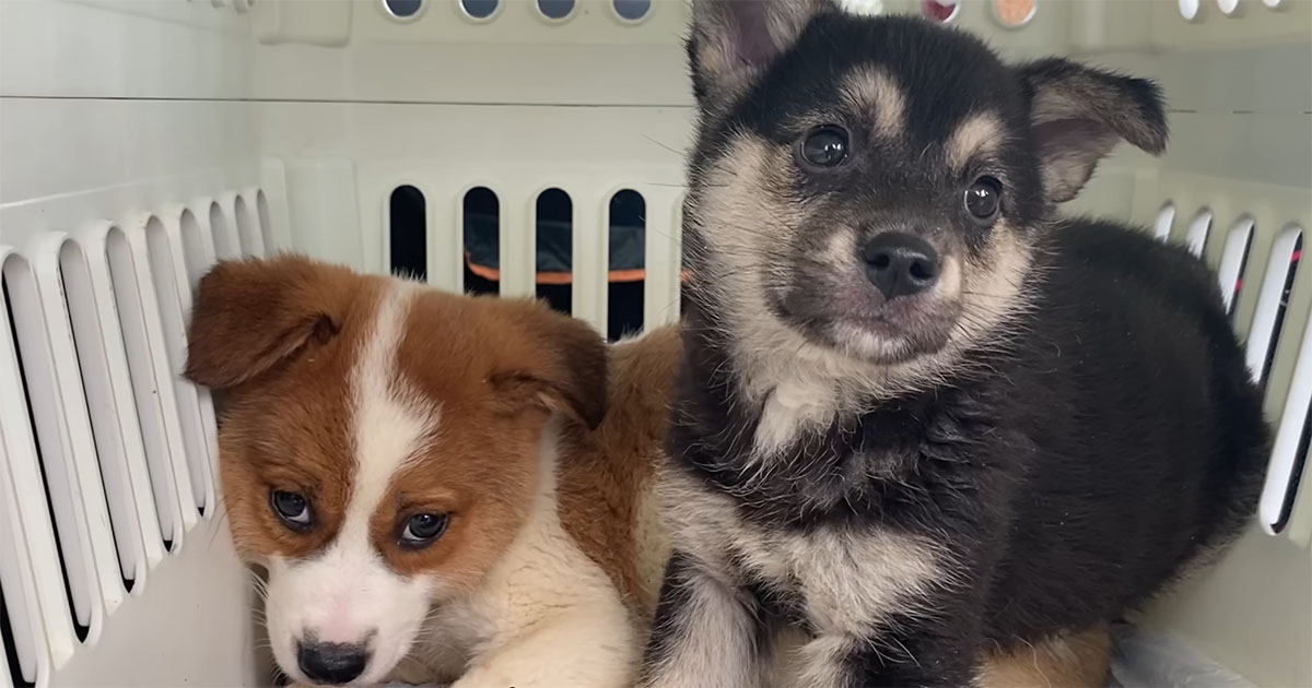 処分対象だった“おびえ顔”の野犬の子たち→愛情いっぱいに育てたら……　わずか1週間後、見違える姿が160万再生「ホッとした」（1/3） | 犬 ねとらぼ