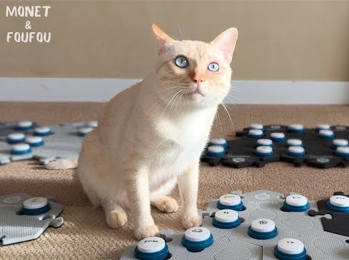 愛猫がある方向を見つめ、飼い主に「怖い」と伝えてきて……　ホラーか!?と冷や汗が出る展開に反響「あー！」「すごすぎる!!」（1/3） | 猫 ねとらぼ