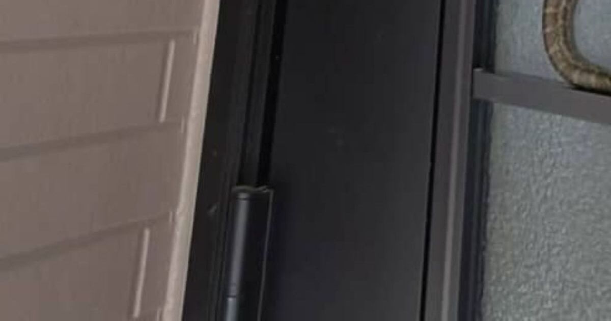 朝、玄関のドアを開けたら……　「ヒイィィィ!!」壁を這い上がる“不気味な生き物”の姿に「心臓止まるわ」 | その他生き物 ねとらぼ