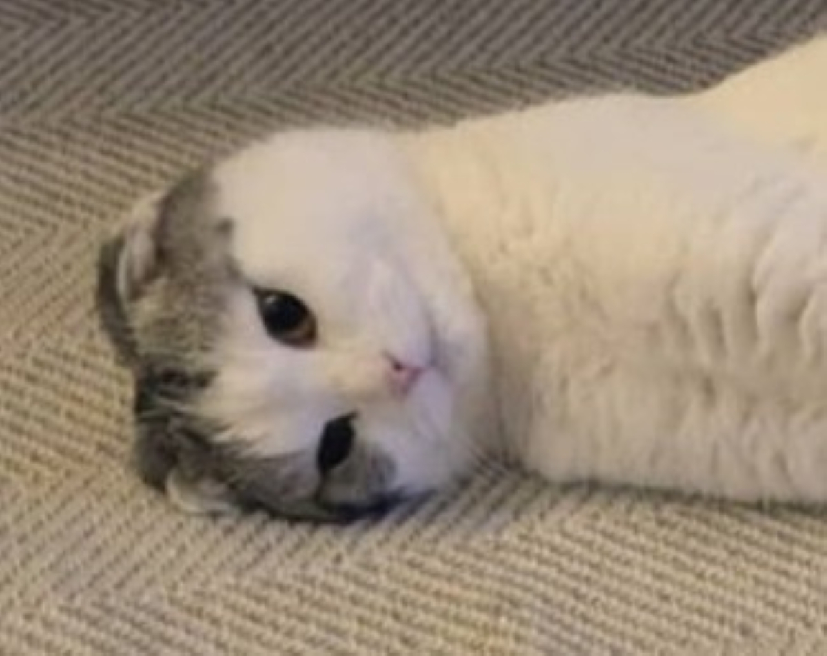 床の愛猫をふと見ると……「なに！このポーズ」　まさかの既視感にネット爆笑「ほんまに元気出る」「ホワイトチョコ味ですね」（1/3） | 猫 ねとらぼ