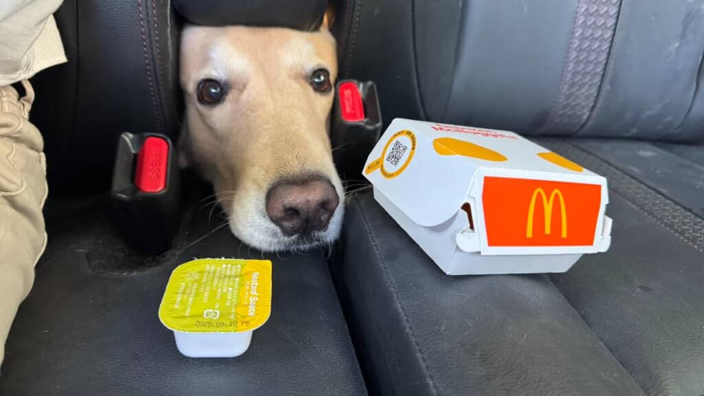 ナゲットの匂いを嗅ぎつけて現れたゆずちゃん