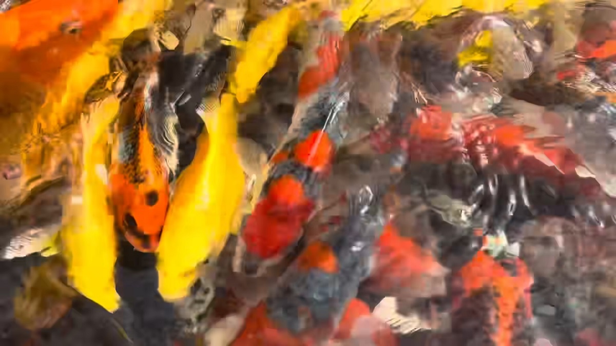 池にいる大事な錦鯉を“食い荒らす”ヤバイ奴が現れ……「マジか」　思わず絶句する光景に「辛い」「悔しいですね」（1/3） | その他生き物 ねとらぼ