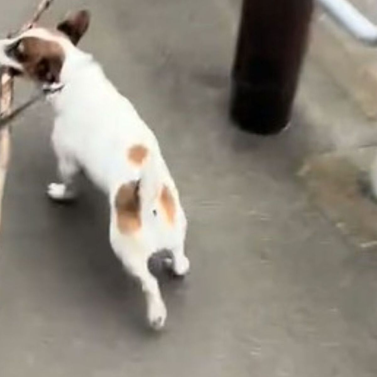 散歩中、愛犬が拾った“まさかのもの”に飼い主困惑「邪魔でしょw」「これはデカすぎwww」と110万再生 | 犬 ねとらぼ