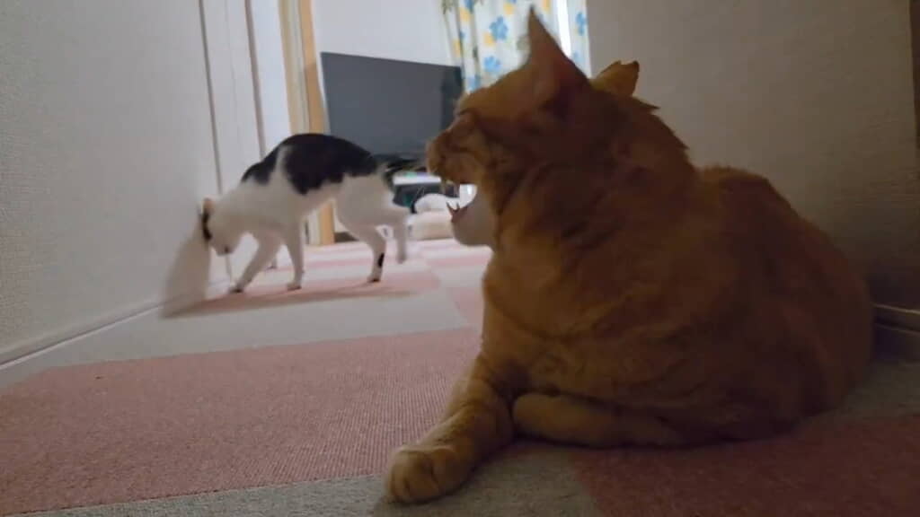 いきおい余ってごっつん