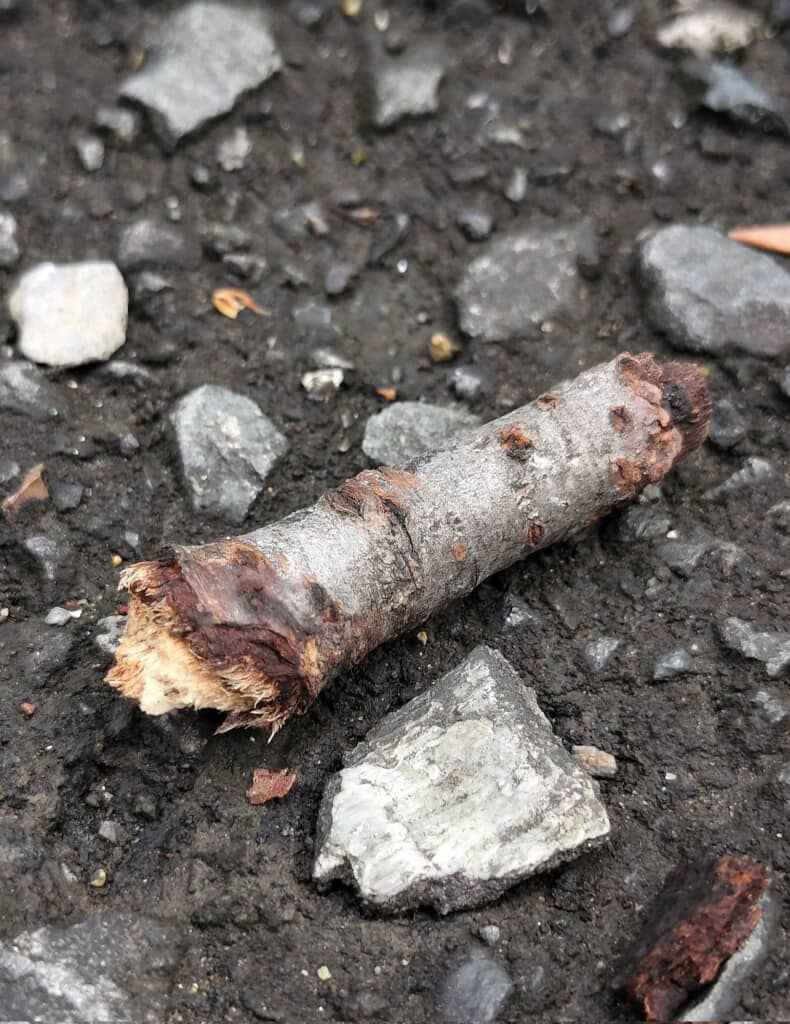 枝に見える虫