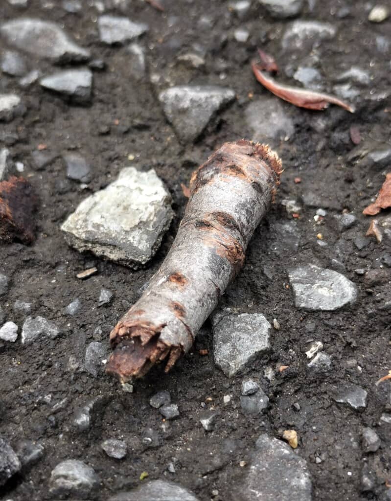 枝に見える虫