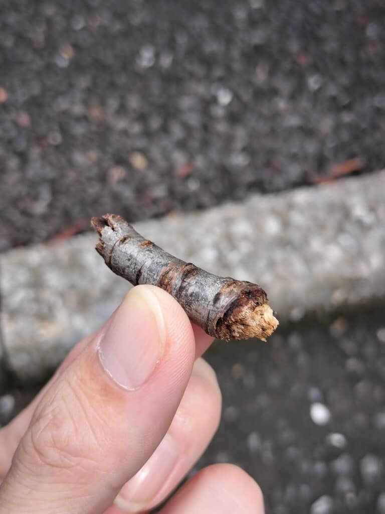 枝に見える虫
