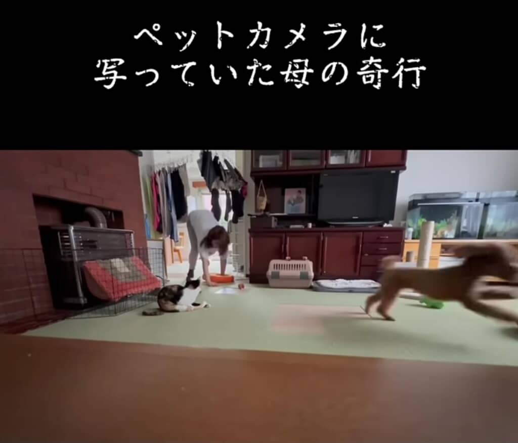 ワンコたちより体が大きいぞ……。
