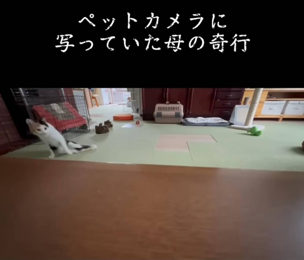 お母さんの奇行にびっくりして逃げるミィちゃん
