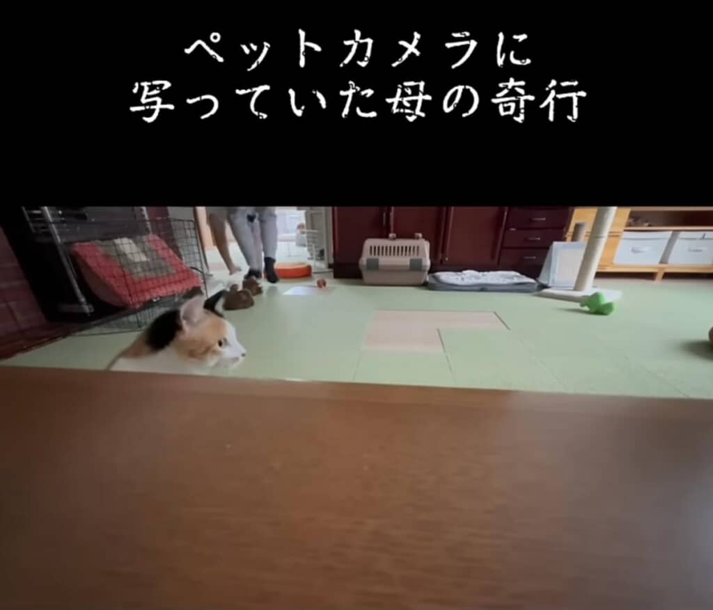 ドン引きしているミィちゃん
