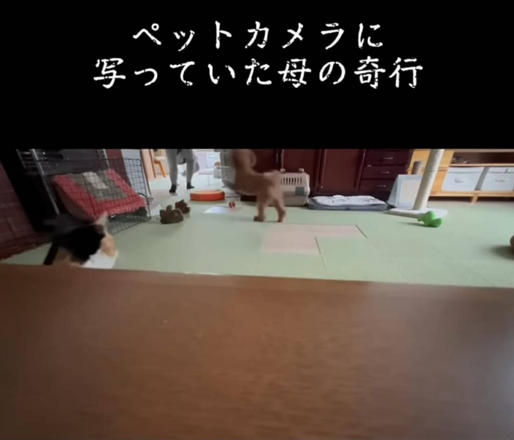 追いかけっこに夢中なふたり