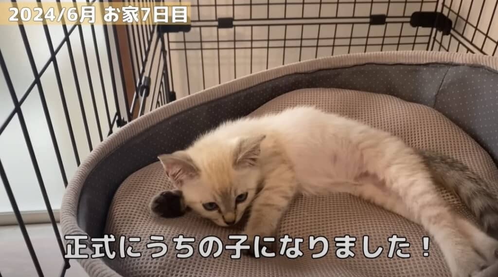 【お家7日目】正式に譲渡が決まりました