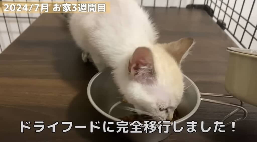 【お家3週間目】ドライフードに完全移行しました