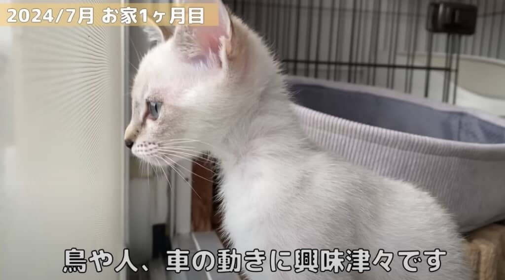 　【お家1カ月目】外の動きに興味津々です