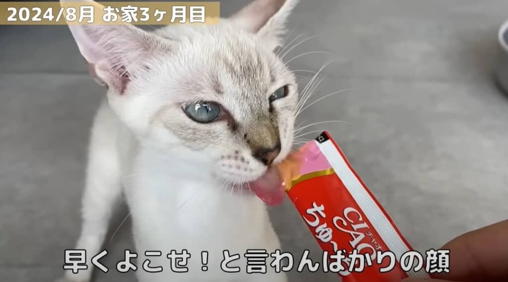 【お家3カ月目】ちゅーるをもらいました