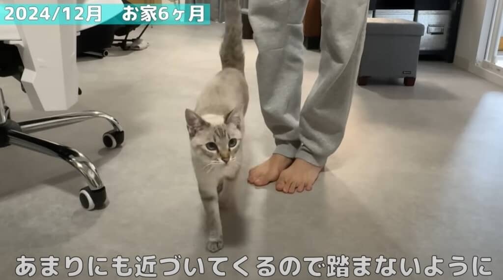 【お家6カ月】後を付いて回ります