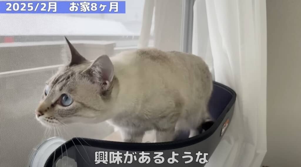 【お家8カ月】初めての雪を見ています