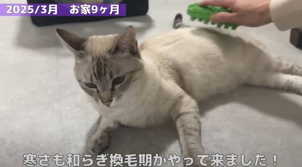 【お家9カ月】ブラッシングを受け入れてくれました