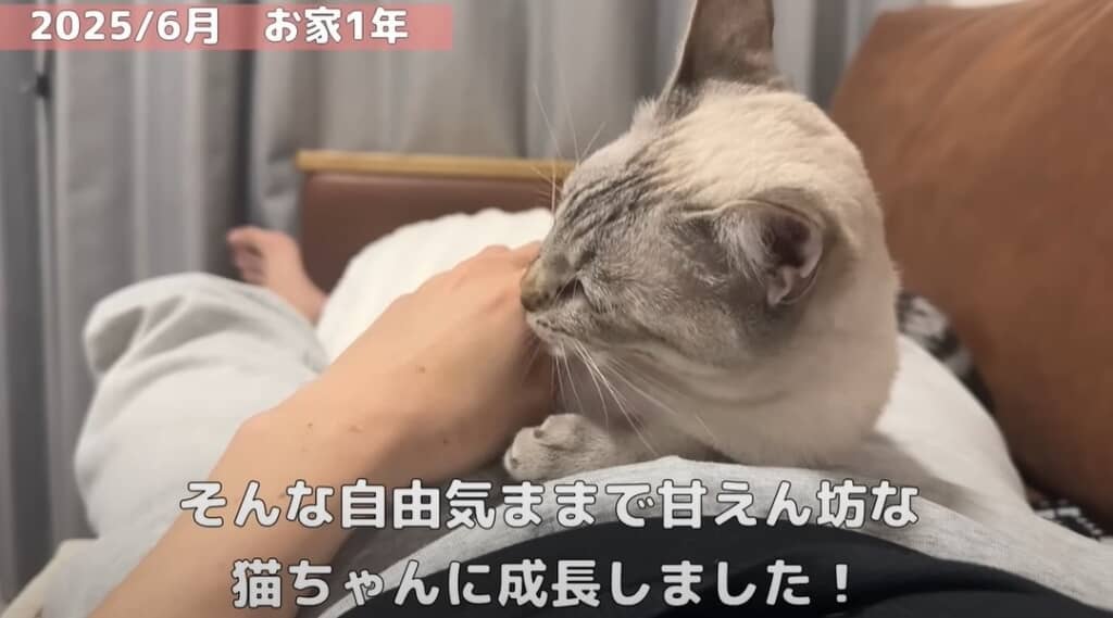 【お家1年】甘えん坊な猫ちゃんに成長しました