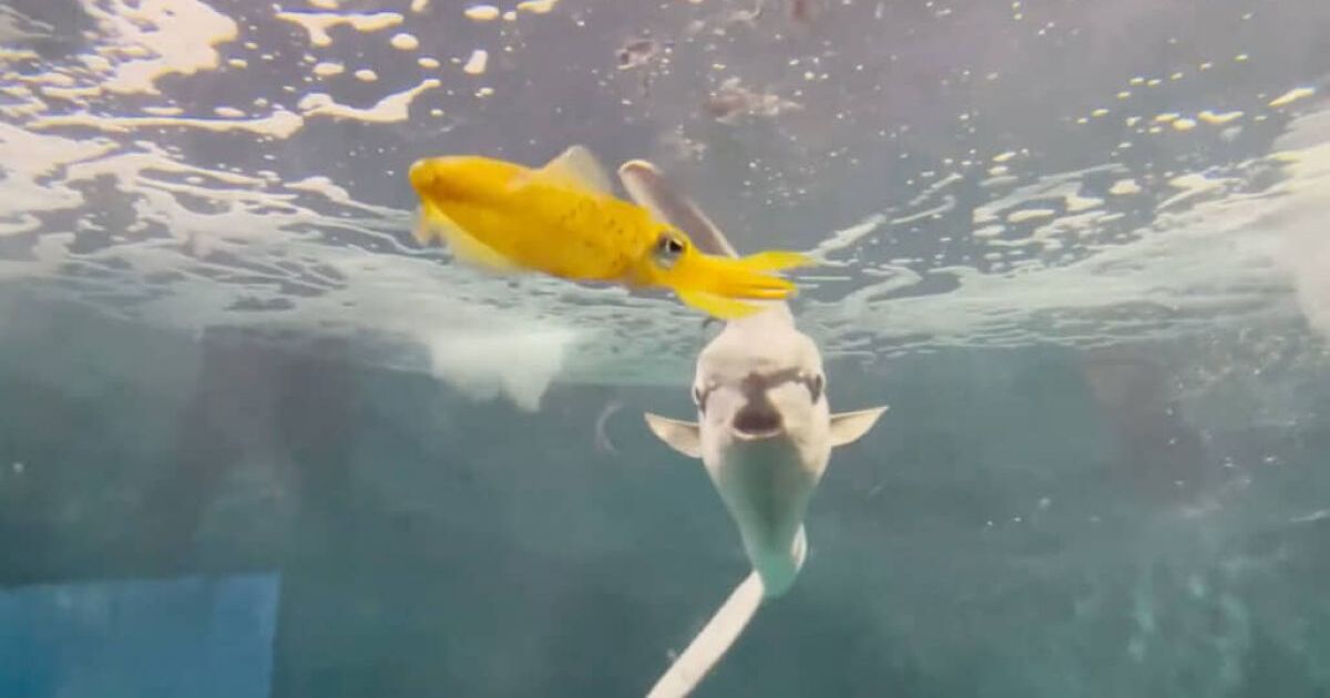 イカを狙うマンボウ→食べようとした瞬間……　まさかの展開に飼育員も驚き「こりゃ一杯喰われた」「アニメみたいwww」と170万再生 | その他生き物 ねとらぼ