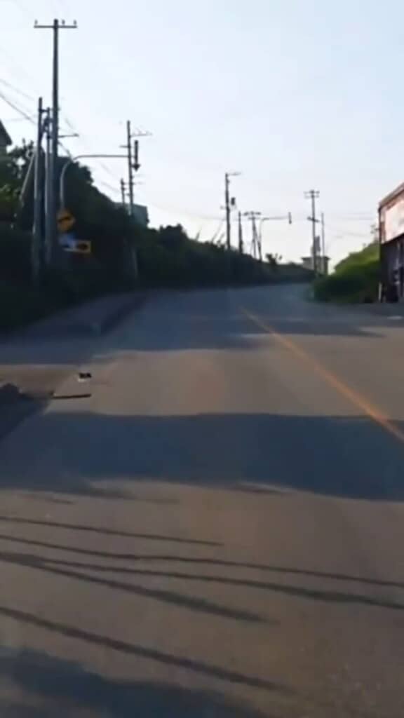 画面左端から出てきた赤ちゃん猫