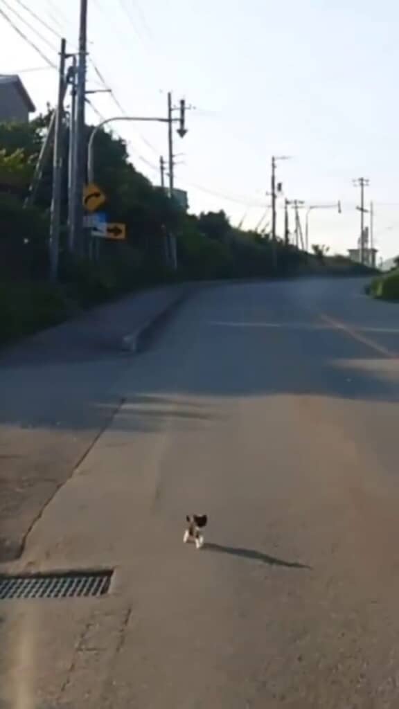 車に近づく赤ちゃん猫