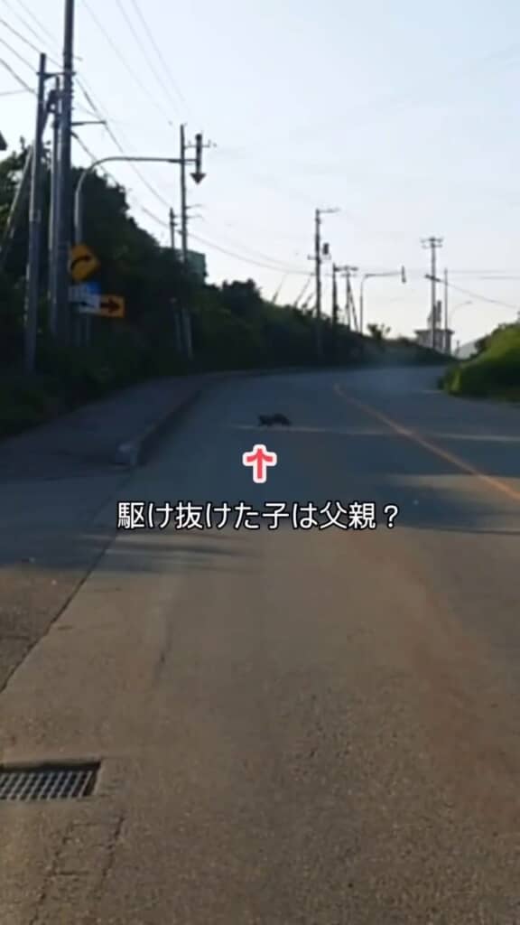 道路を横切る他の猫
